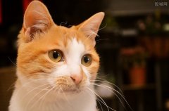 <b>近百只猫疑因食用同一款猫粮后死亡 原因找到了吗</b>