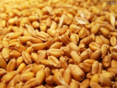 <b>巴基斯坦宣布进口俄罗斯小麦天然气 经济利益驱使？</b>